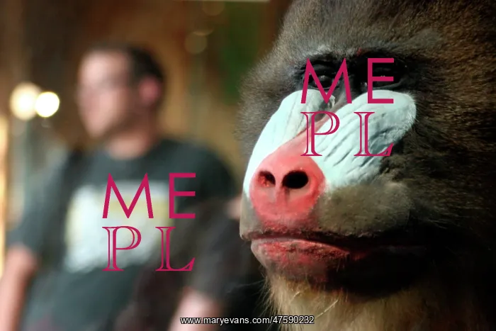 : Mandrillus sphinx, mandrill : Mandrillus sphinx, mandrill