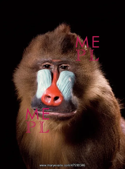 : Mandrillus sphinx, mandrill : Mandrillus sphinx, mandrill