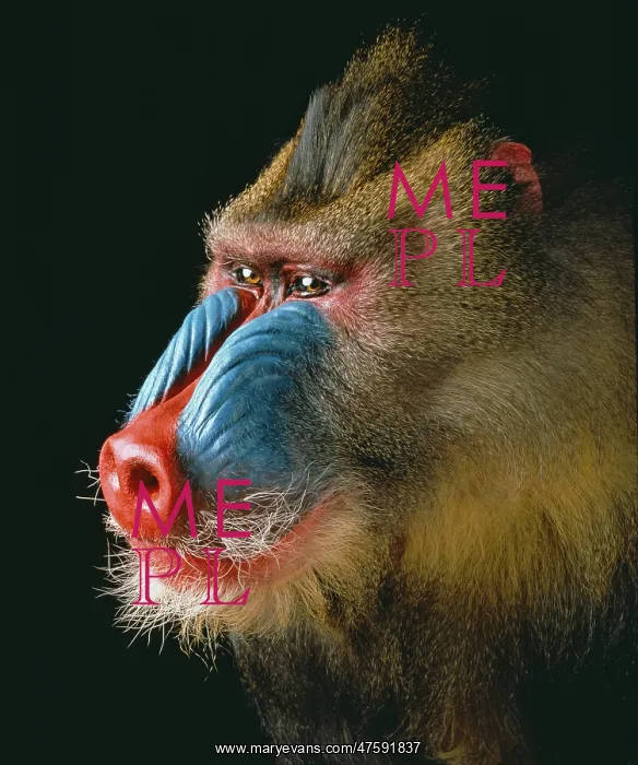 : Mandrillus sphinx, mandrill : Mandrillus sphinx, mandrill
