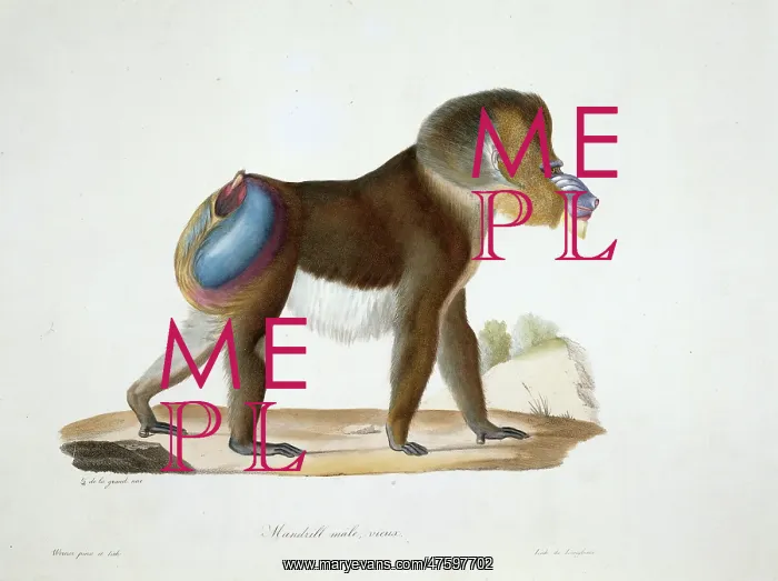 : Mandrillus sphinx, mandrill : Mandrillus sphinx, mandrill
