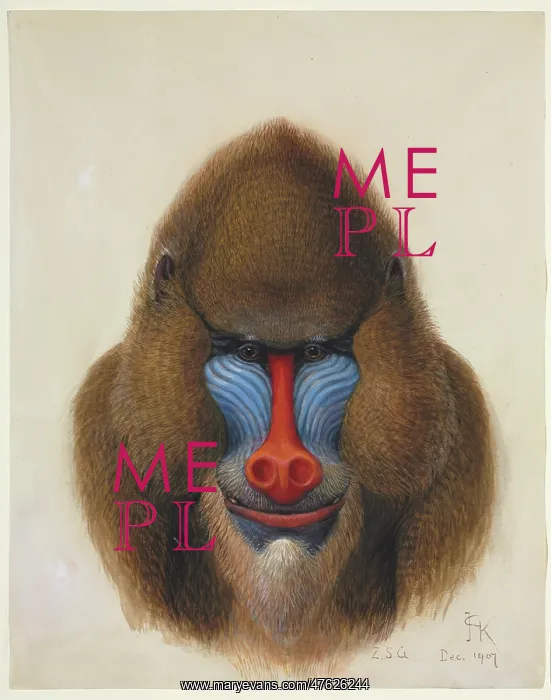 : Mandrillus sphinx, Mandrill : Mandrillus sphinx, Mandrill