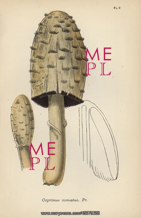 : Maned agaric, Coprinus comatus : Maned agaric, Coprinus comatus