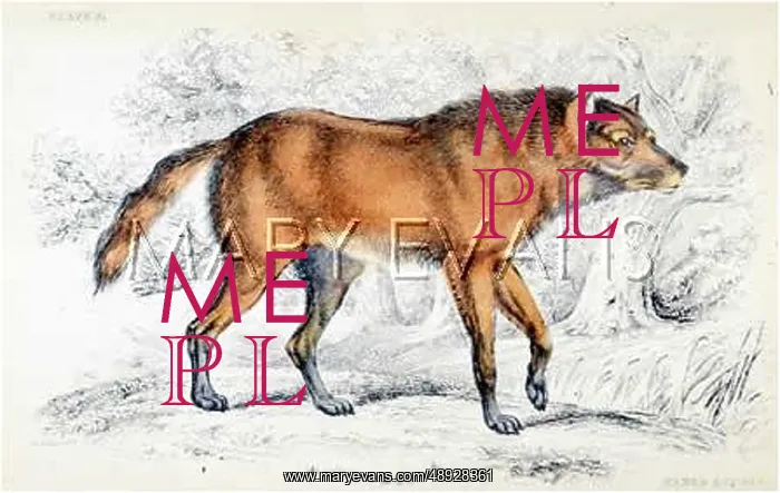 : MANED AGUARA DOG