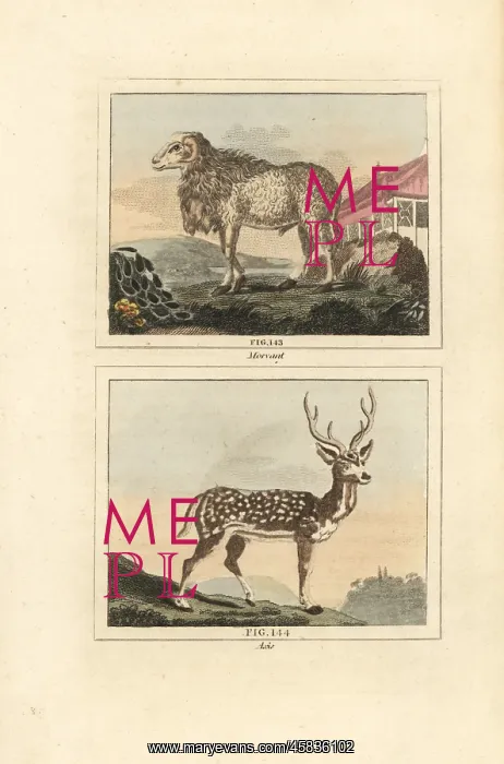 : Maned sheep and chital deer : Maned sheep and chital deer