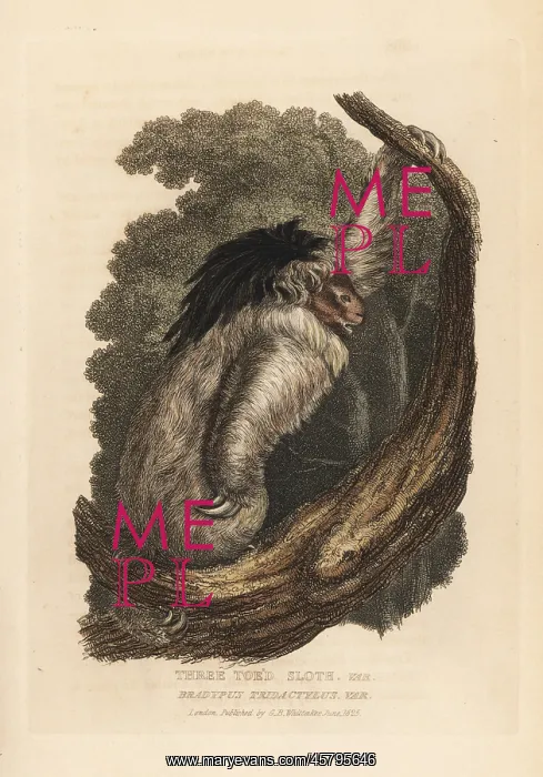 : Maned sloth, Bradypus torquatus. Vulnerable : Maned sloth, Bradypus torquatus. Vulnerable