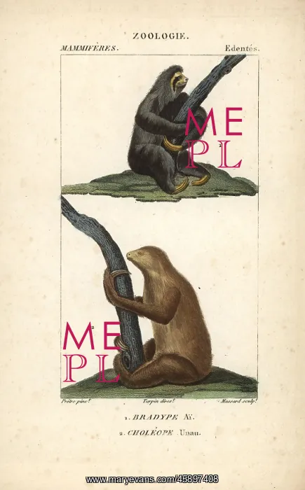 : Maned three-toed sloth, Bradypus torquatus : Maned three-toed sloth, Bradypus torquatus