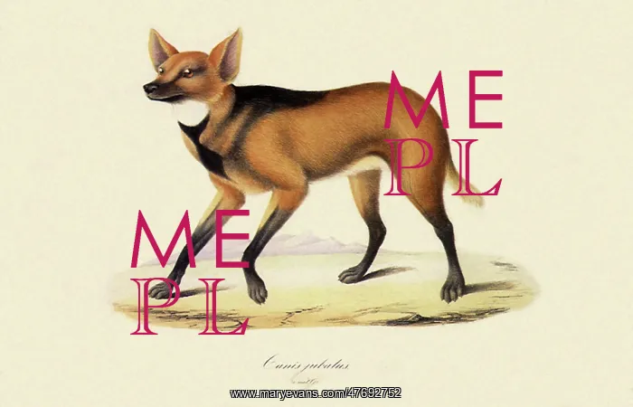 : Maned Wolf : Maned Wolf