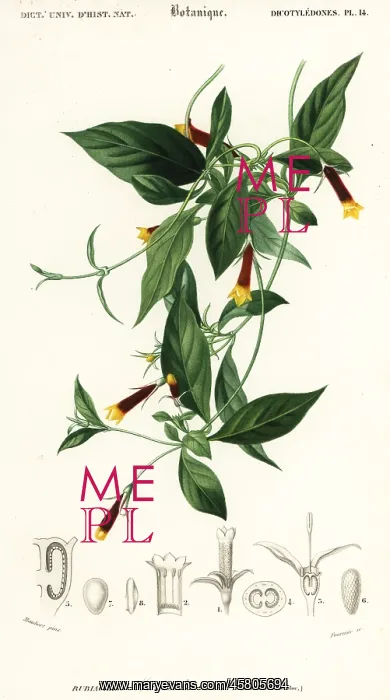 : Manettia luteorubra : Manettia luteorubra