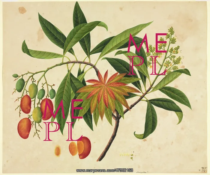 : Mangifera indica, mango : Mangifera indica, mango