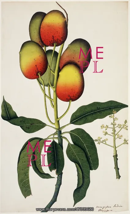 : Mangifera indica, mango : Mangifera indica, mango