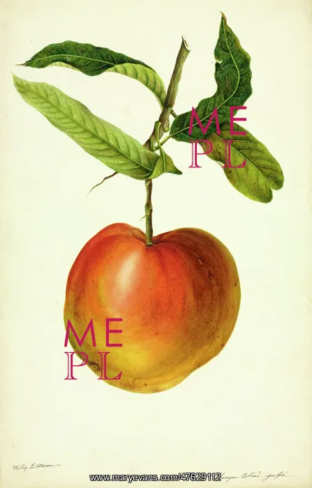 : Mangifera indica, mango : Mangifera indica, mango