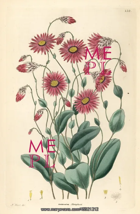 : Mangles rhodanthe, Rhodanthe manglesii : Mangles rhodanthe, Rhodanthe manglesii
