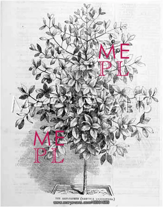  : MANGO TREE (B&W)