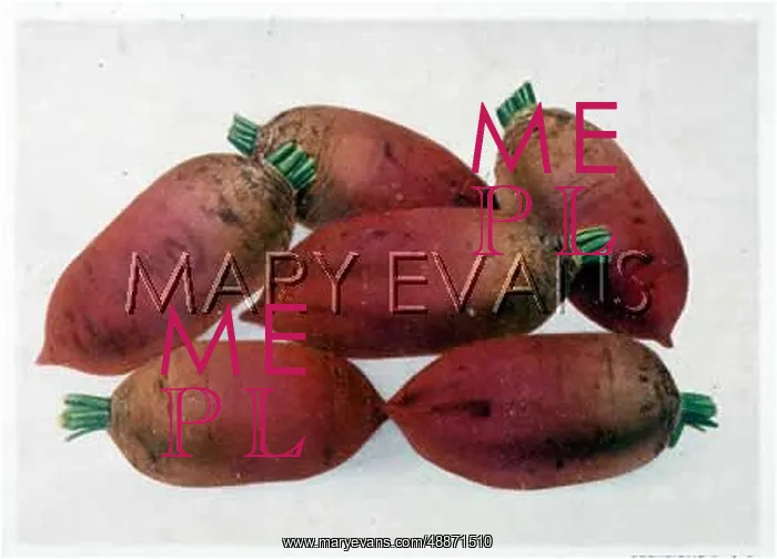  : MANGOLD RED INTERMEDIATE