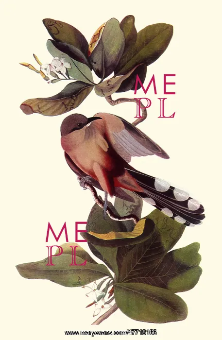  : Mangrove Cuckoo