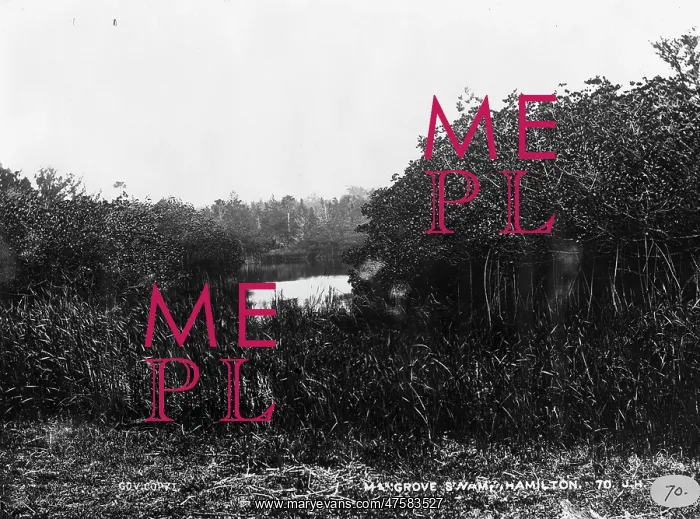 : Mangrove swamp in Bermuda 1873 : Mangrove swamp in Bermuda 1873