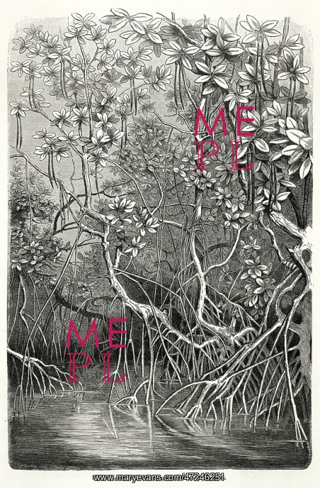  : MANGROVE TREE