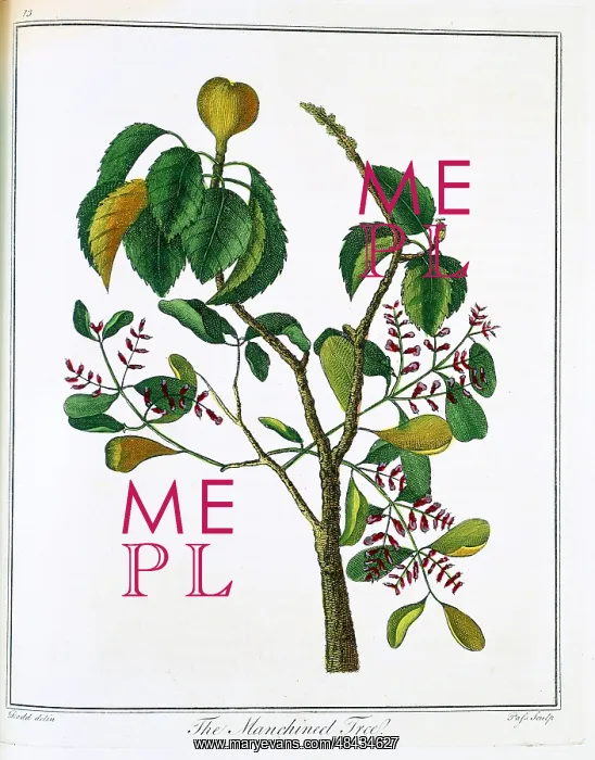 : Manicheel tree (Hippomane mancinella) or Poison : Manicheel tree (Hippomane mancinella) or Poison