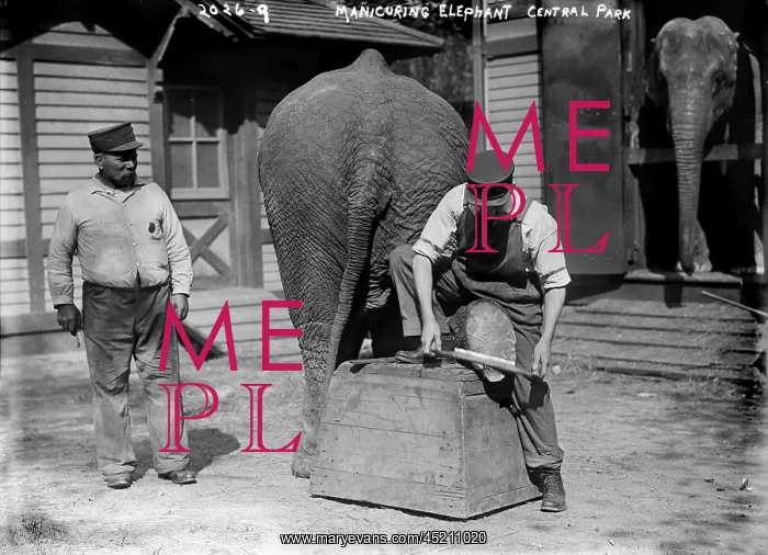 : Manicuring an elephant, in Central Park, ? : Manicuring an elephant, in Central Park, ?
