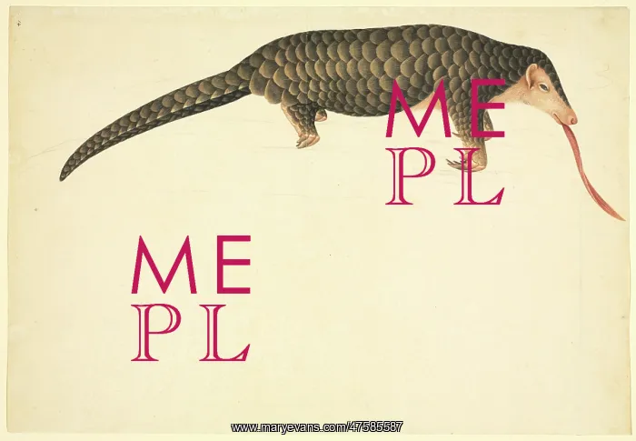 : Manidae manis, pangolin : Manidae manis, pangolin