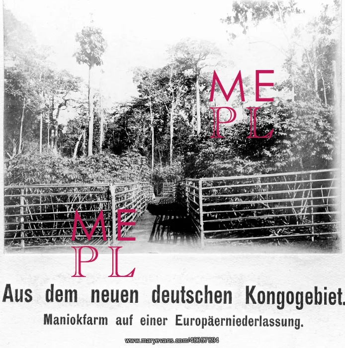 : Manioc farm in Cameroon, 1912 : Manioc farm in Cameroon, 1912