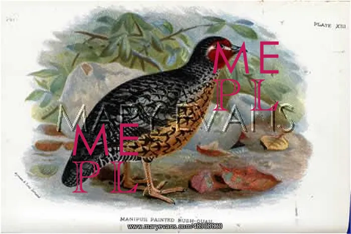 : MANIPUR QUAIL : MANIPUR QUAIL