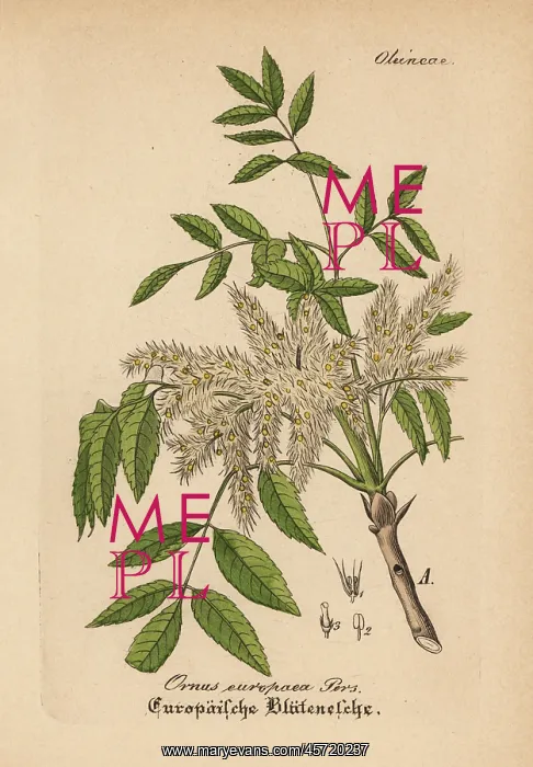 : Manna ash, Fraxinus ornus : Manna ash, Fraxinus ornus