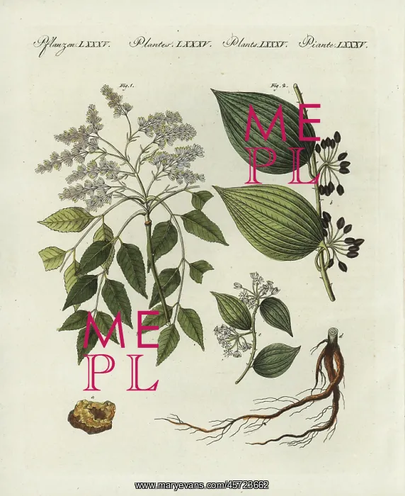 : Manna ash and sarsaparilla : Manna ash and sarsaparilla