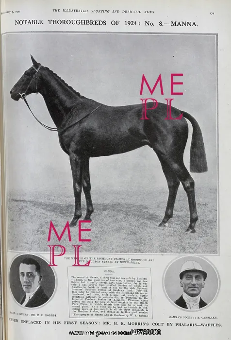 : Manna, a Racehorse : Manna, a Racehorse
