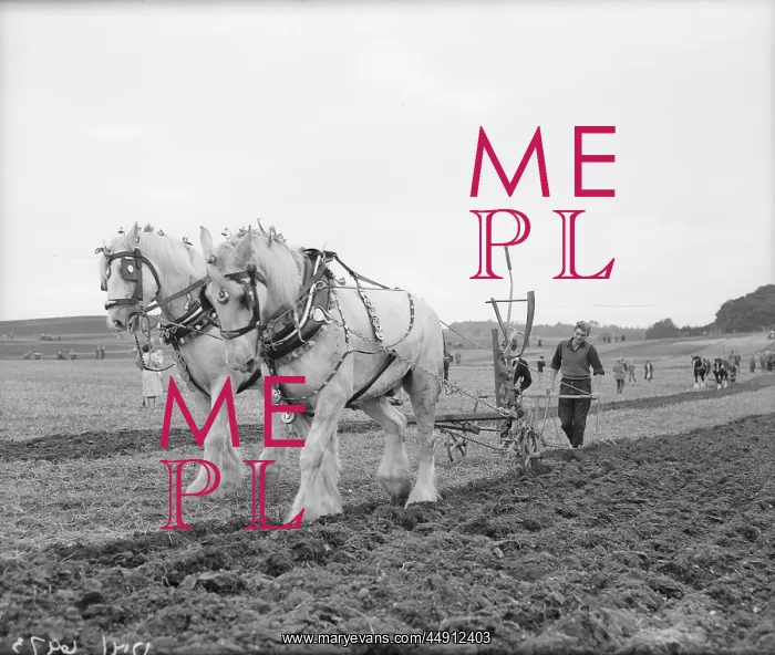 : Manor Farm, Ruxley Ploughing Match, Sidcup : Manor Farm, Ruxley Ploughing Match, Sidcup
