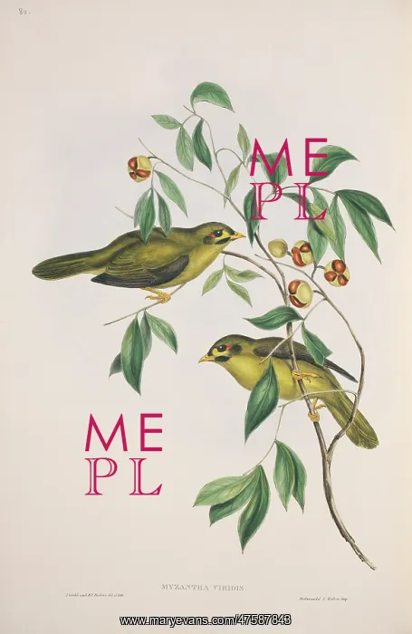 : Manorina melanophrys, bell miner : Manorina melanophrys, bell miner