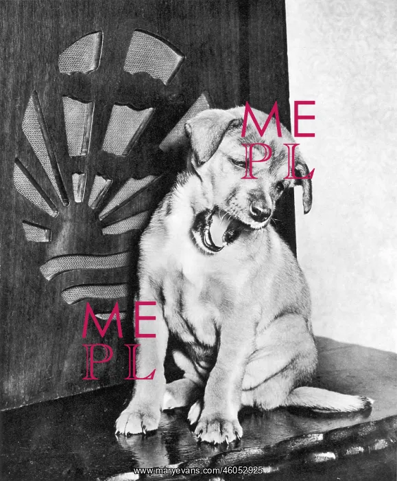 : Man's Best Friend : Man's Best Friend