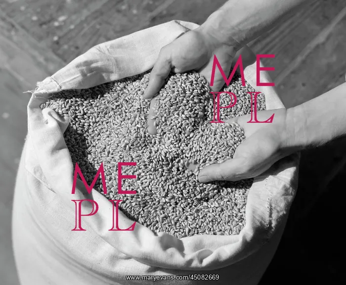 : Mans Hands Sifting Through Harvested Wheat in Large Sack : Mans Hands Sifting Through Harvested Wheat in Large Sack