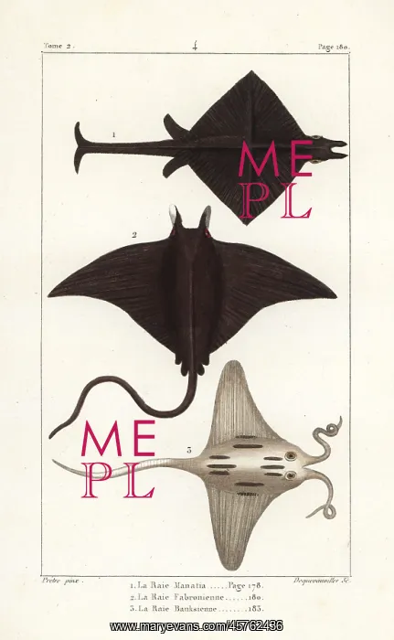 : Manta ray, Manta birostris, devil ray, Mobula : Manta ray, Manta birostris, devil ray, Mobula