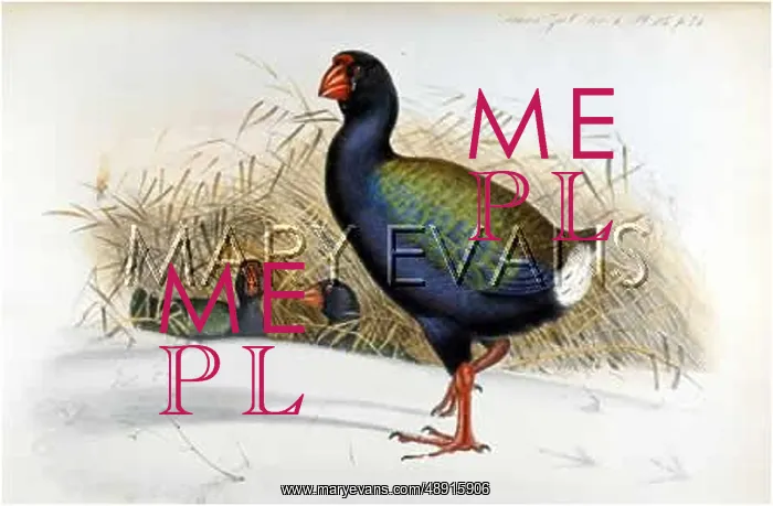: MANTELL'S GALLINULE : MANTELL'S GALLINULE