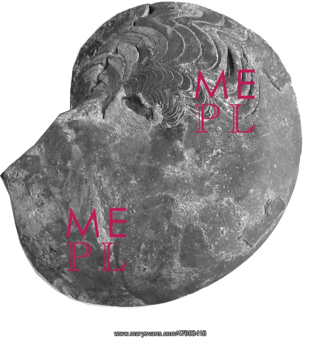: Manticoceras acutum, ammonoid : Manticoceras acutum, ammonoid