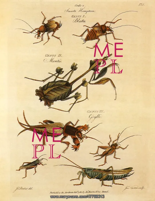 : Mantis, Cockroach, Mole-Cricket, Grasshopper : Mantis, Cockroach, Mole-Cricket, Grasshopper