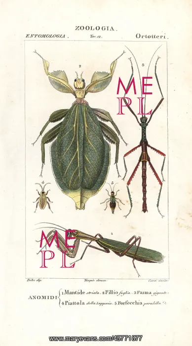 : Mantis, leaf insect, stick insect, etc : Mantis, leaf insect, stick insect, etc