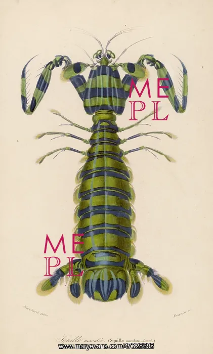  : MANTIS SHRIMP