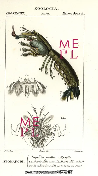 : Mantis shrimp, Gonodactylus chiragra : Mantis shrimp, Gonodactylus chiragra