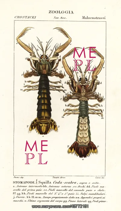 : Mantis shrimp, Lysiosquilla scabricauda : Mantis shrimp, Lysiosquilla scabricauda