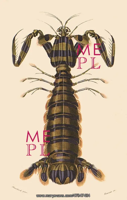  : Mantis Shrimp (Squilla maculata)