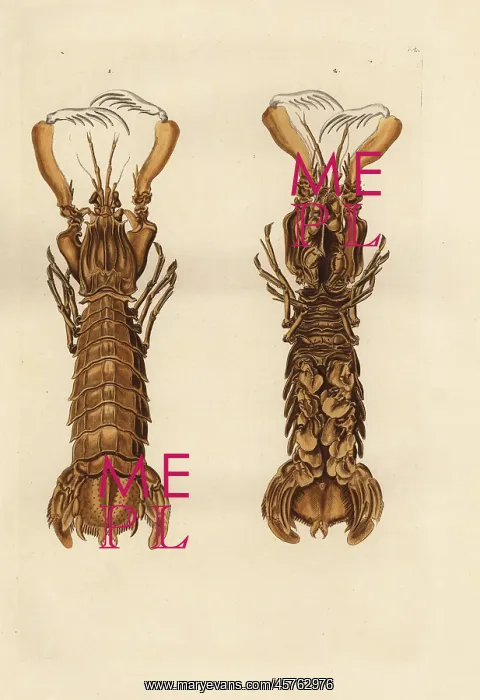 : Mantis shrimp, Squilla mantis : Mantis shrimp, Squilla mantis