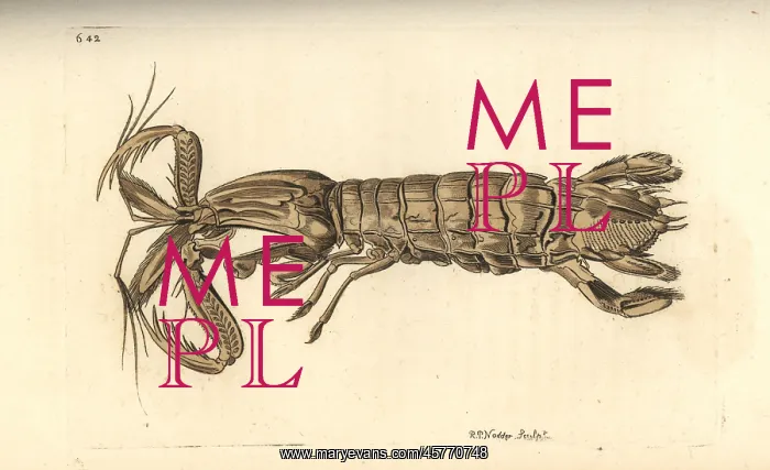  : Mantis shrimp, Squilla mantis