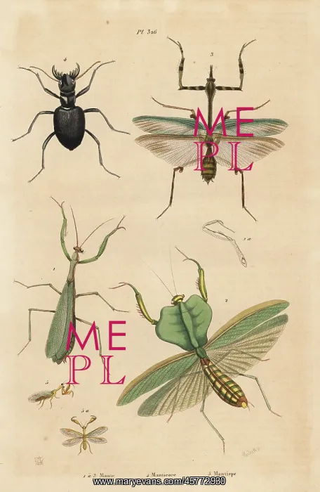 : Mantis species, tiger beetle and mantidfly : Mantis species, tiger beetle and mantidfly
