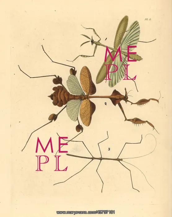 : Mantis and stick insects : Mantis and stick insects