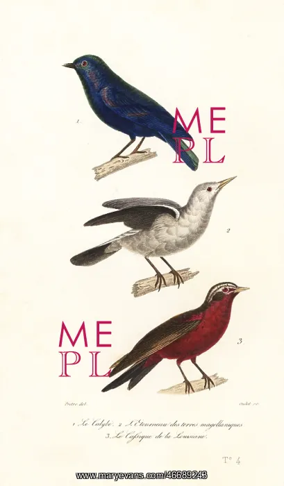 : Manucode, grey-headed starling and long-tailed meadowlark : Manucode, grey-headed starling and long-tailed meadowlark