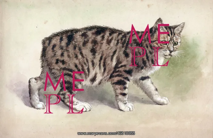  : Manx cat. Animals - Manx cat