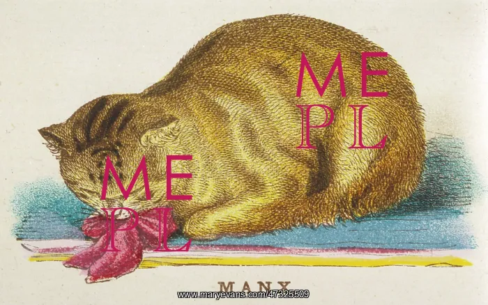 : MANX CAT. A first prize-winning Manx cat, a breed noted for its lack of a tail, owned by P : MANX CAT. A first prize-winning Manx cat, a breed noted for its lack of a tail, owned by P
