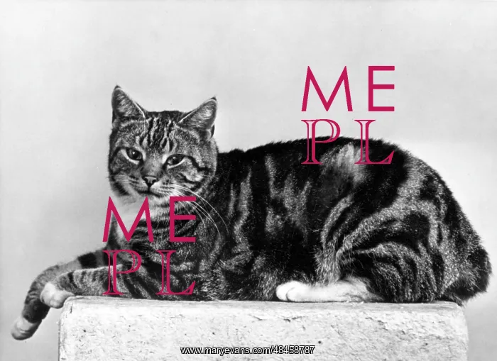 : MANX CAT LYING DOWN : MANX CAT LYING DOWN